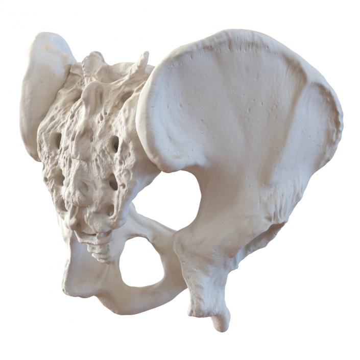 3D model Male Pelvis Skeleton