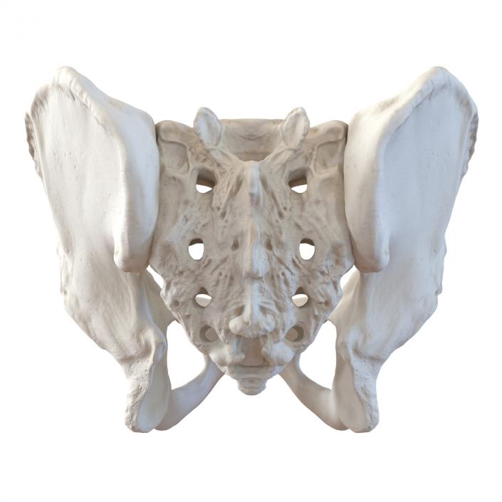 3D model Male Pelvis Skeleton