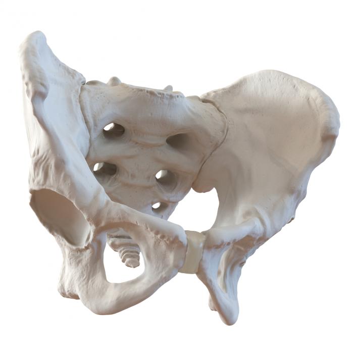 3D model Male Pelvis Skeleton