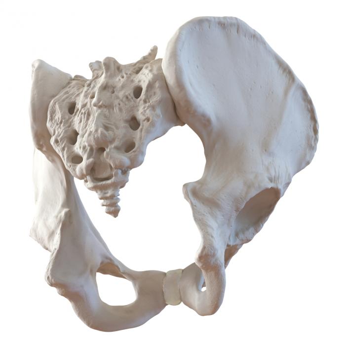 3D model Male Pelvis Skeleton