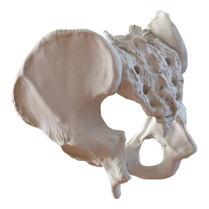 3D model Male Pelvis Skeleton