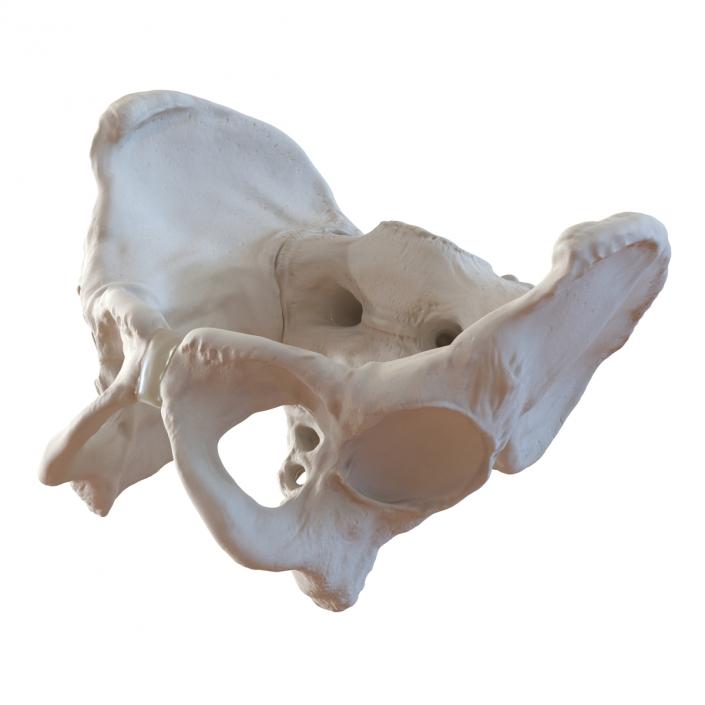 3D model Male Pelvis Skeleton