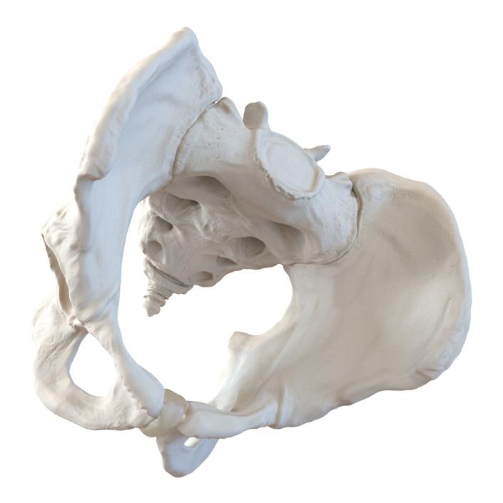 3D model Male Pelvis Skeleton