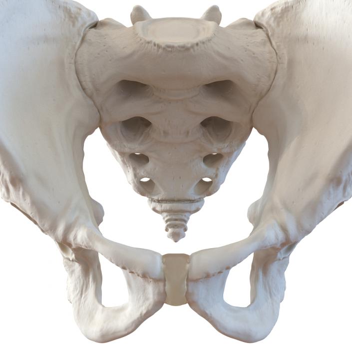 3D model Male Pelvis Skeleton