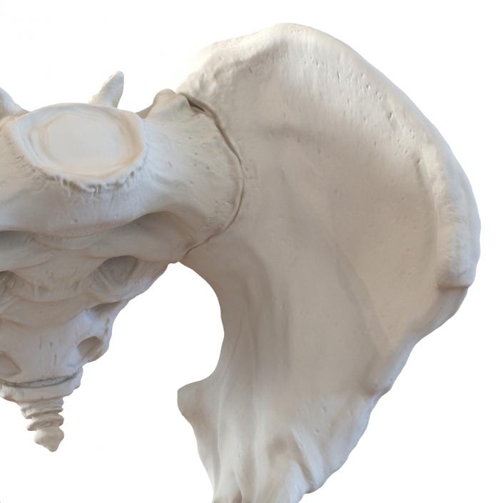 3D model Male Pelvis Skeleton