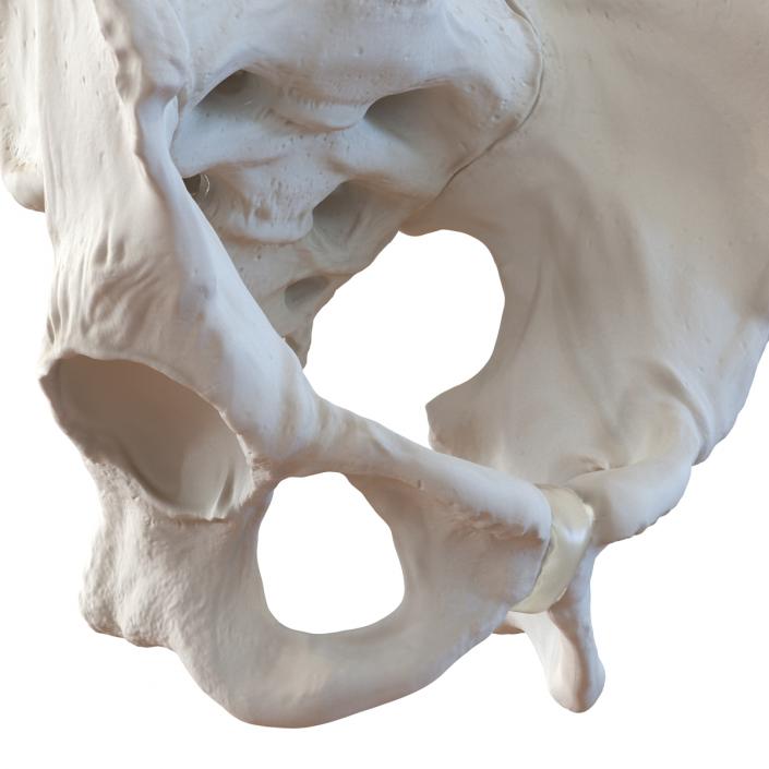 3D model Male Pelvis Skeleton