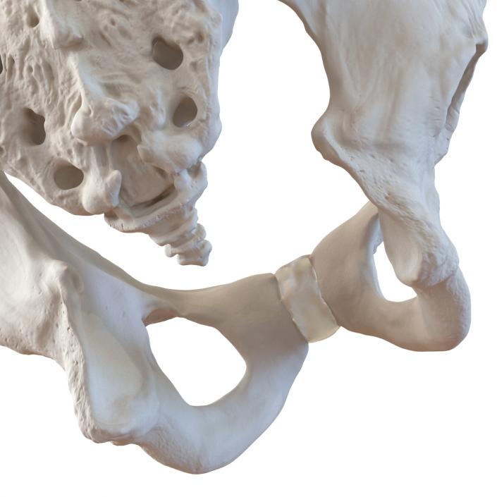 3D model Male Pelvis Skeleton