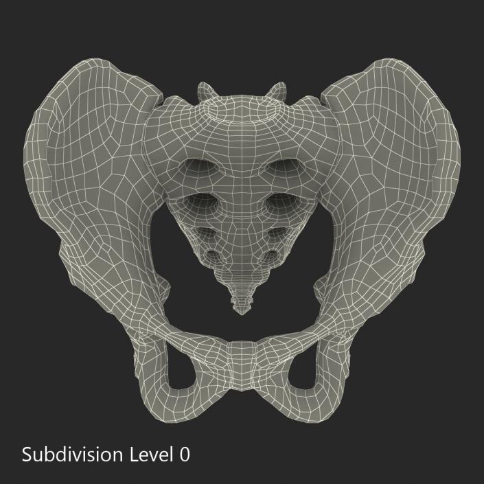 3D model Male Pelvis Skeleton