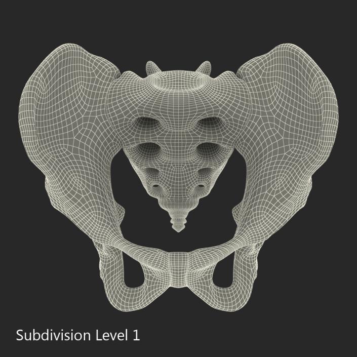 3D model Male Pelvis Skeleton