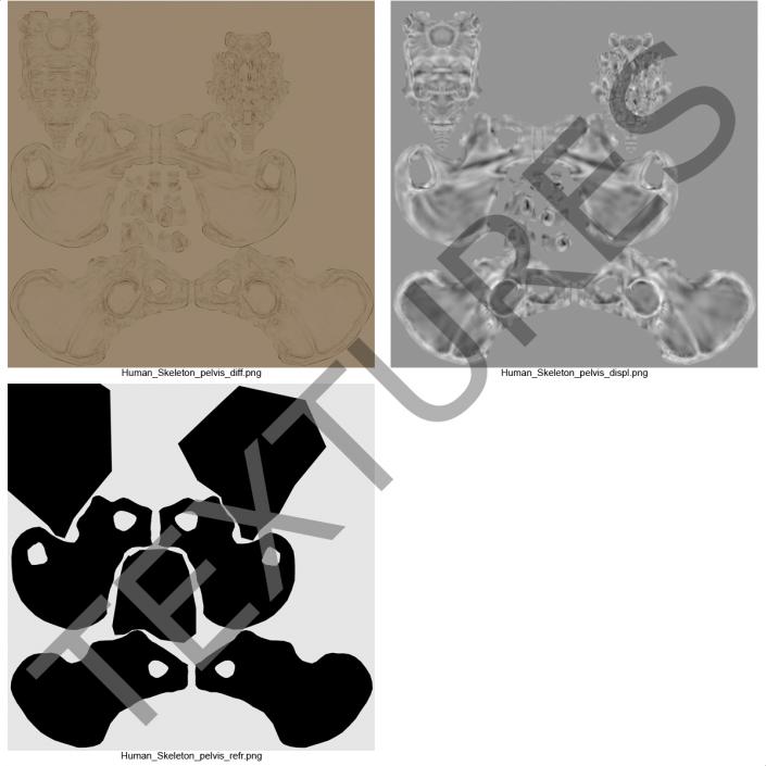 3D model Male Pelvis Skeleton