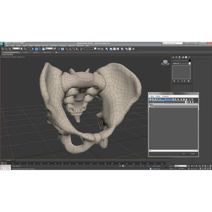 3D model Male Pelvis Skeleton