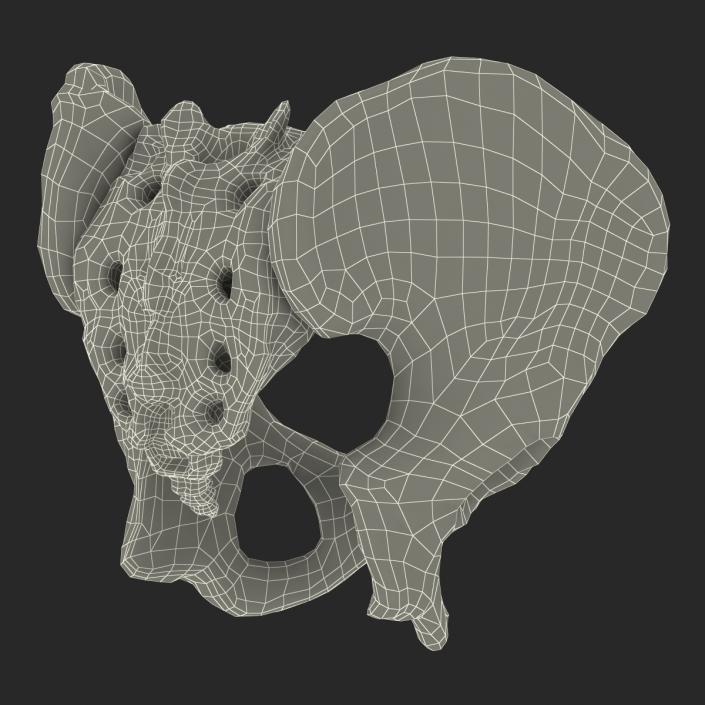 3D model Male Pelvis Skeleton