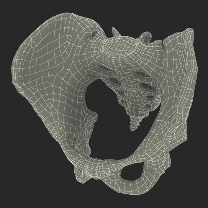 3D model Male Pelvis Skeleton