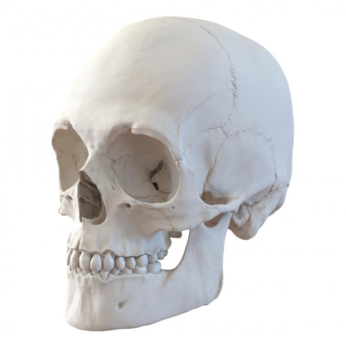 3D Male Human Skull