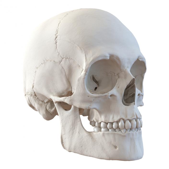 3D Male Human Skull