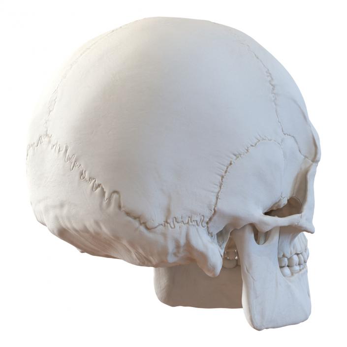 3D Male Human Skull