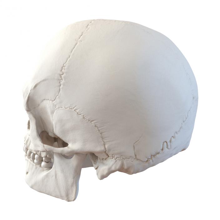 3D Male Human Skull