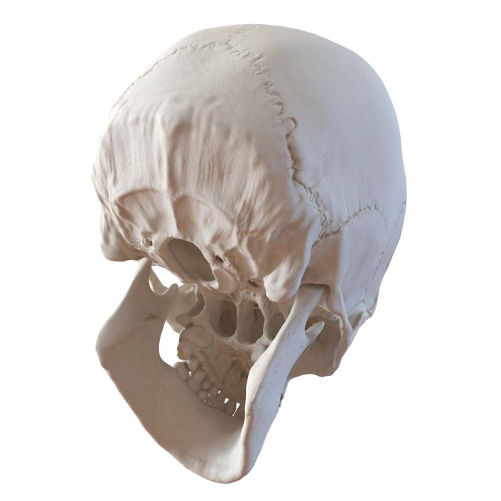 3D Male Human Skull