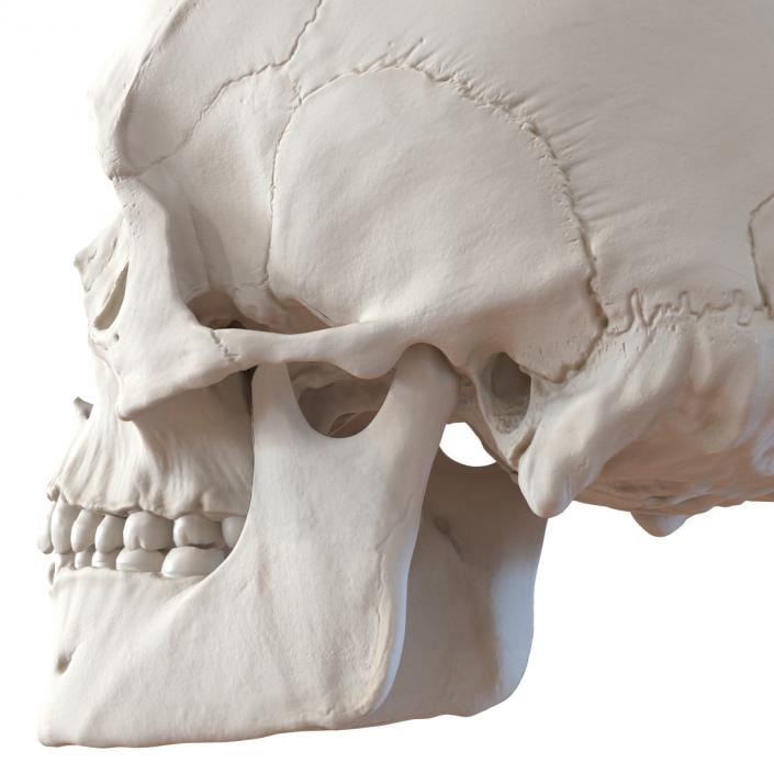 3D Male Human Skull