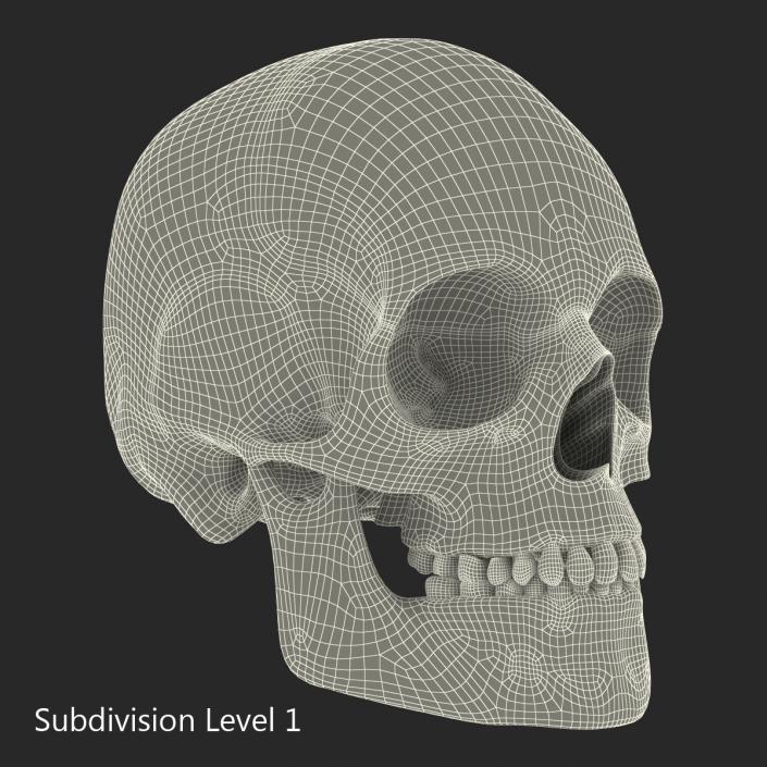 3D Male Human Skull