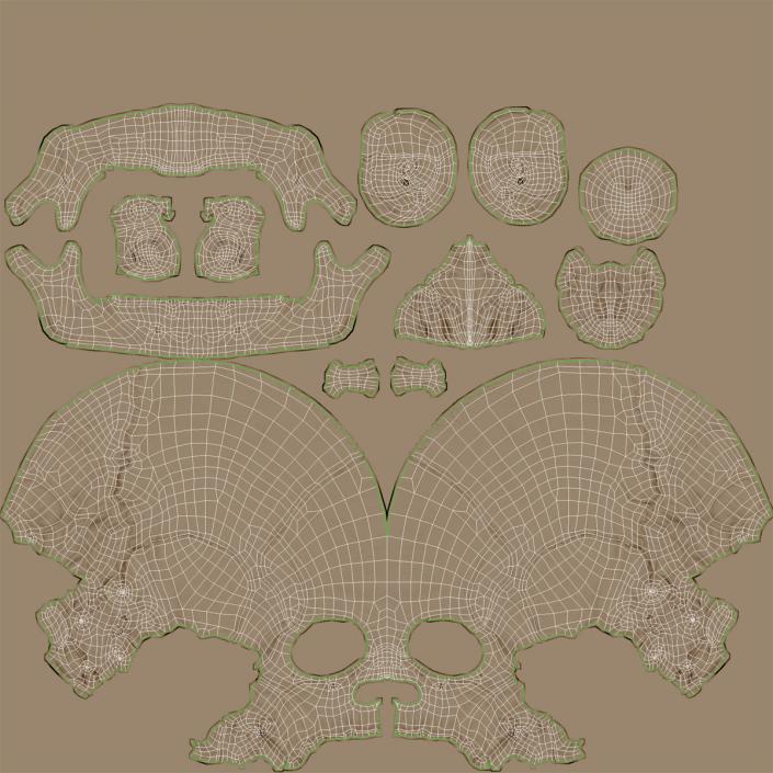 3D Male Human Skull