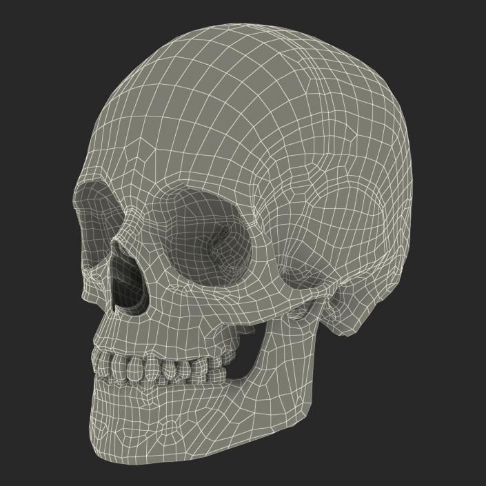 3D Male Human Skull