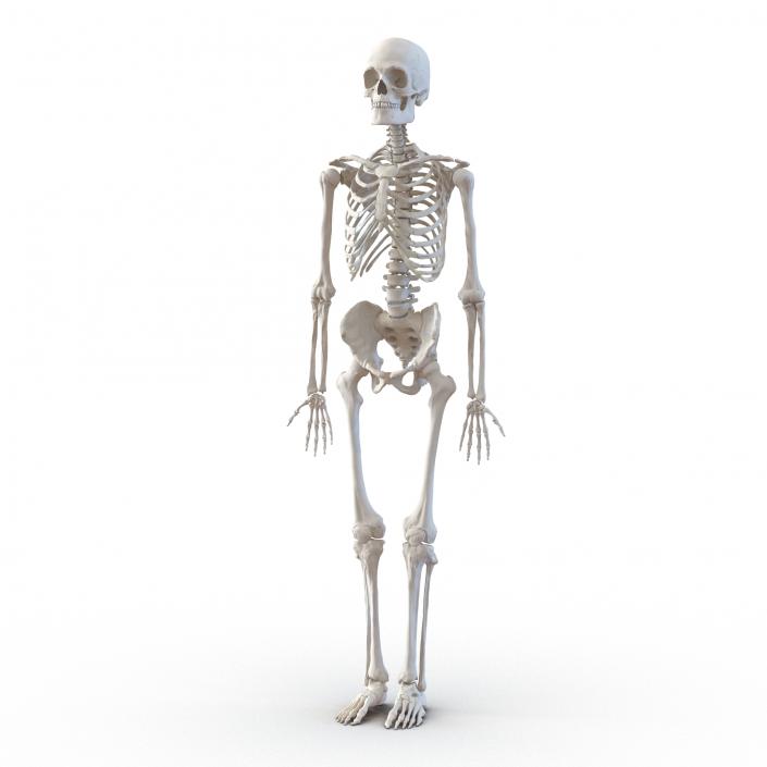 Human Male Skeleton 3D model