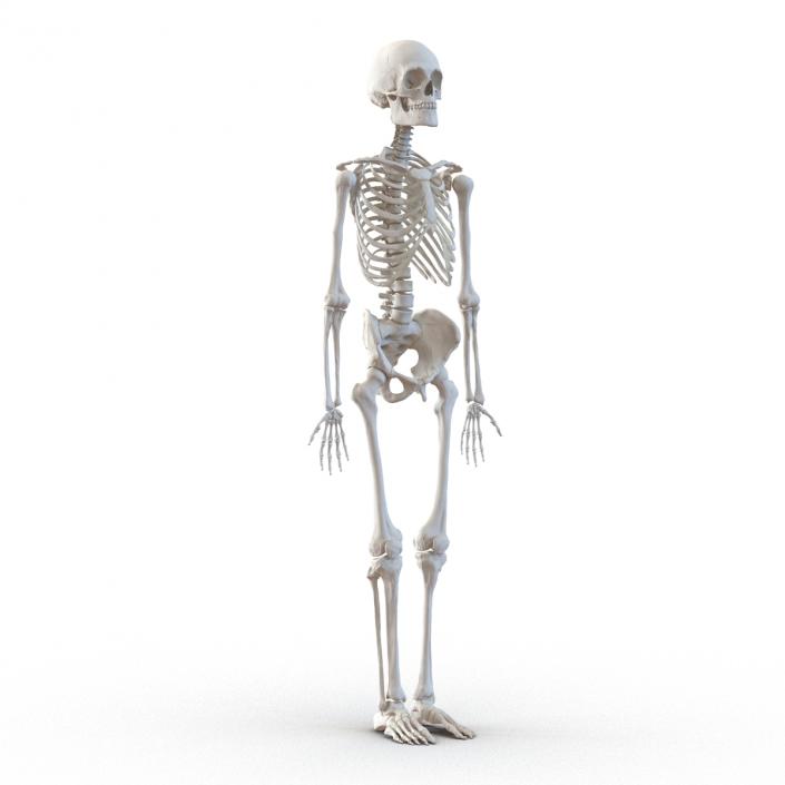 Human Male Skeleton 3D model