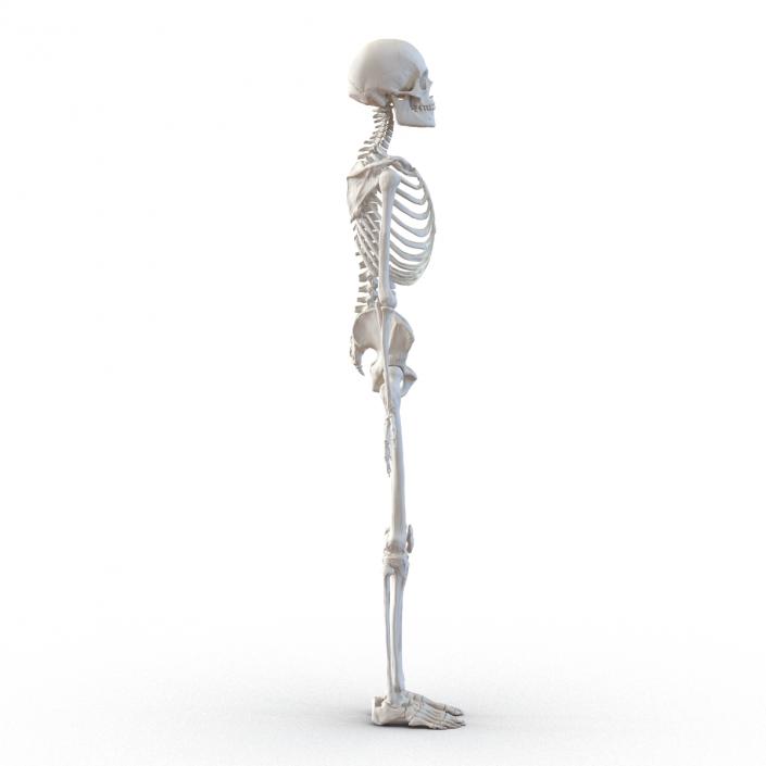 Human Male Skeleton 3D model