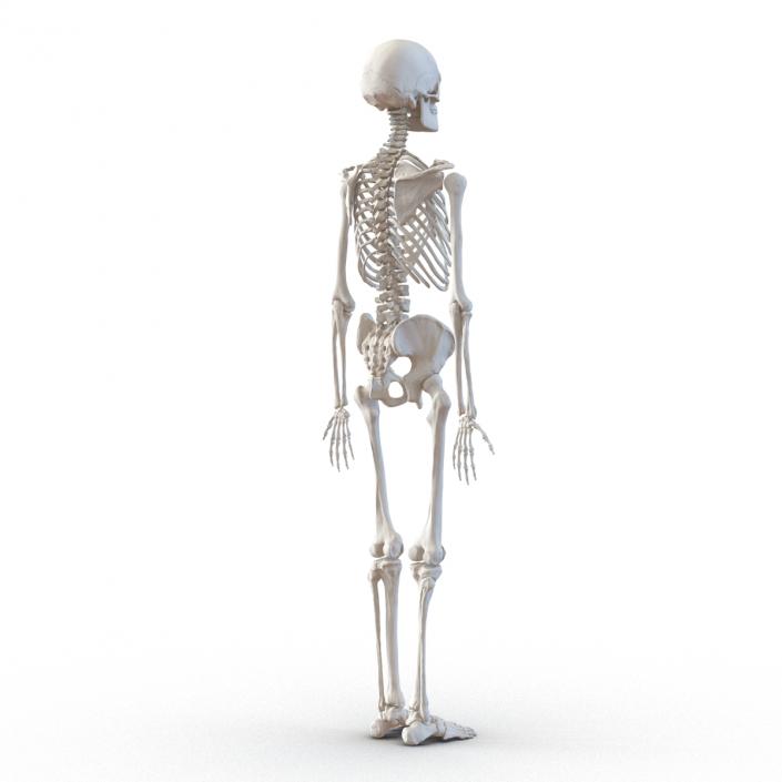 Human Male Skeleton 3D model