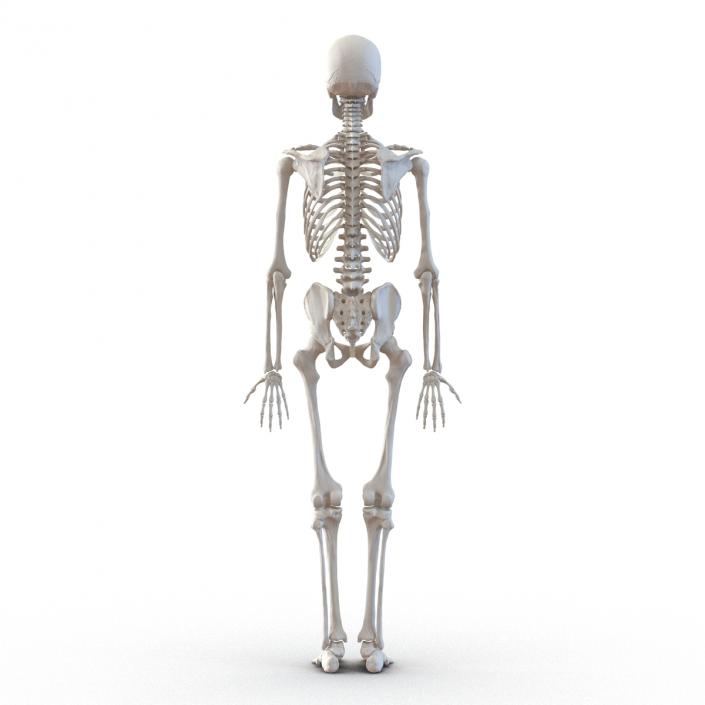 Human Male Skeleton 3D model