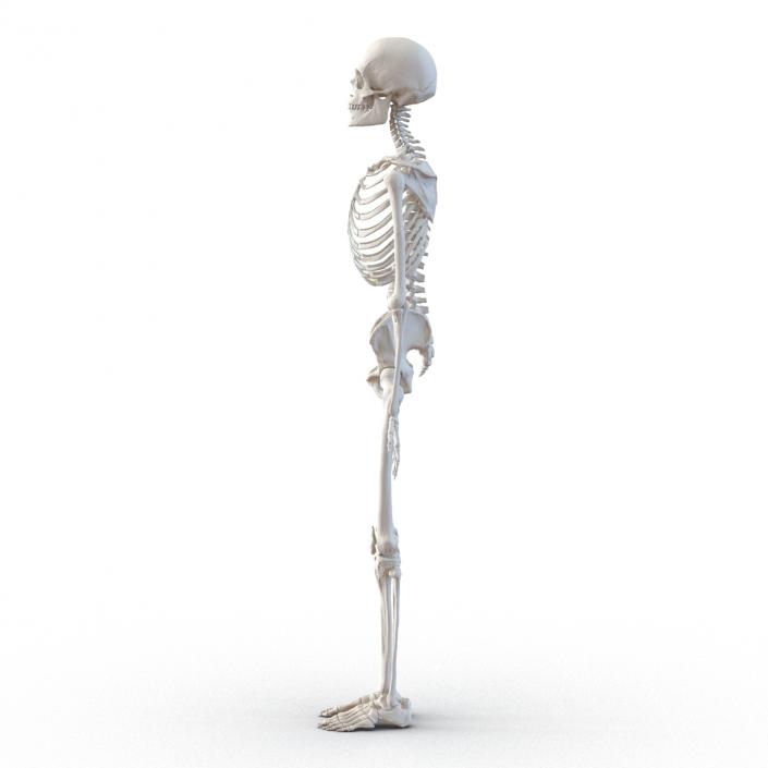 Human Male Skeleton 3D model