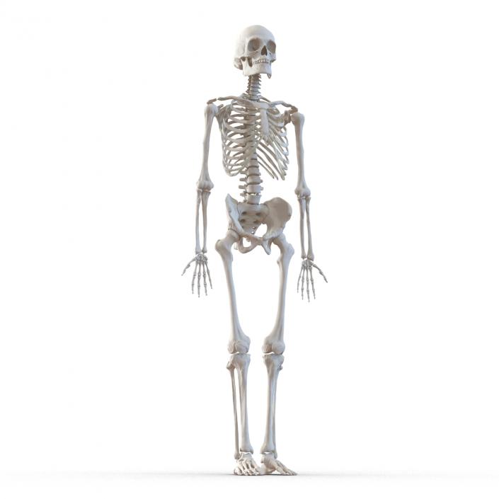 Human Male Skeleton 3D model