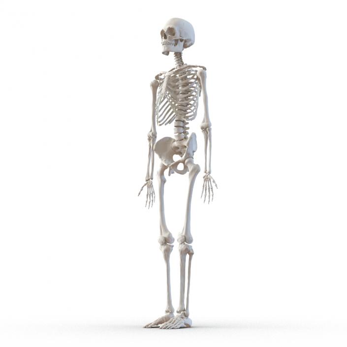 Human Male Skeleton 3D model