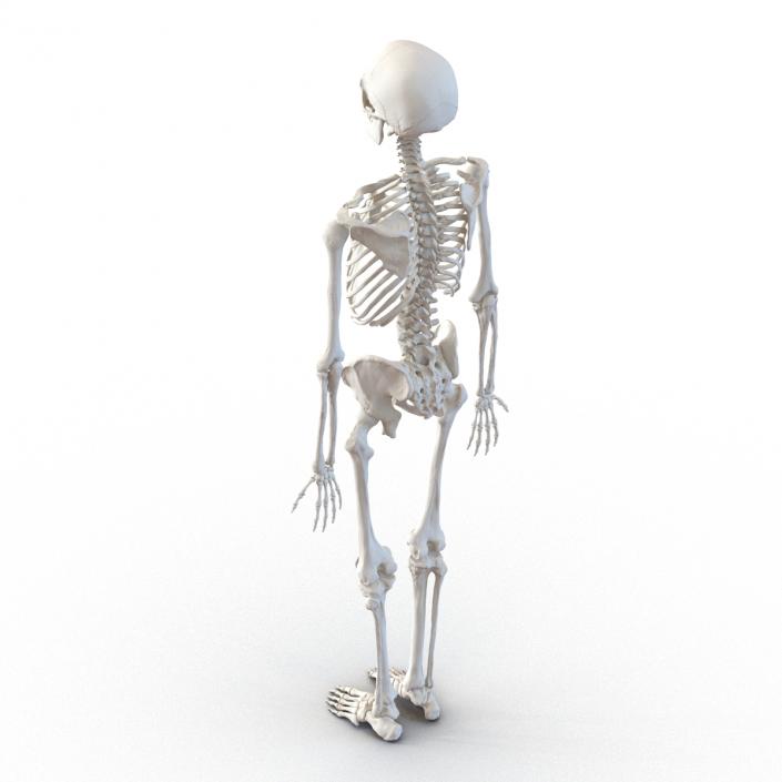 Human Male Skeleton 3D model