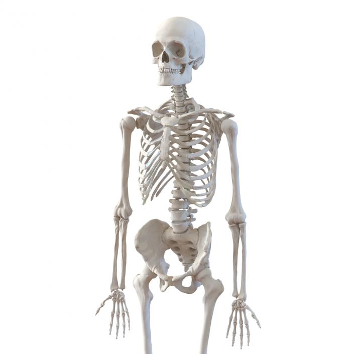 Human Male Skeleton 3D model