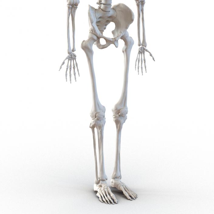 Human Male Skeleton 3D model