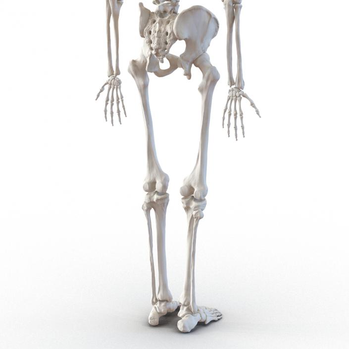 Human Male Skeleton 3D model