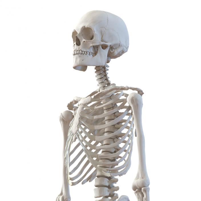 Human Male Skeleton 3D model