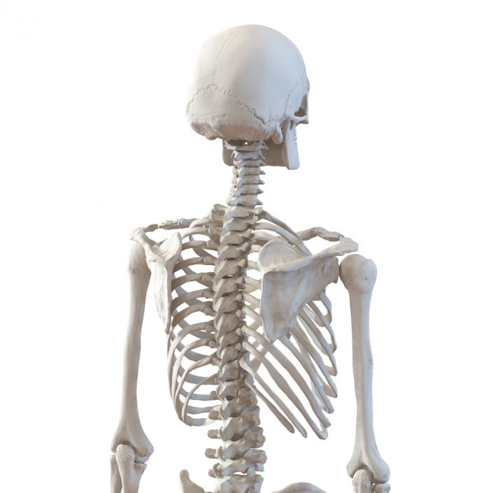 Human Male Skeleton 3D model