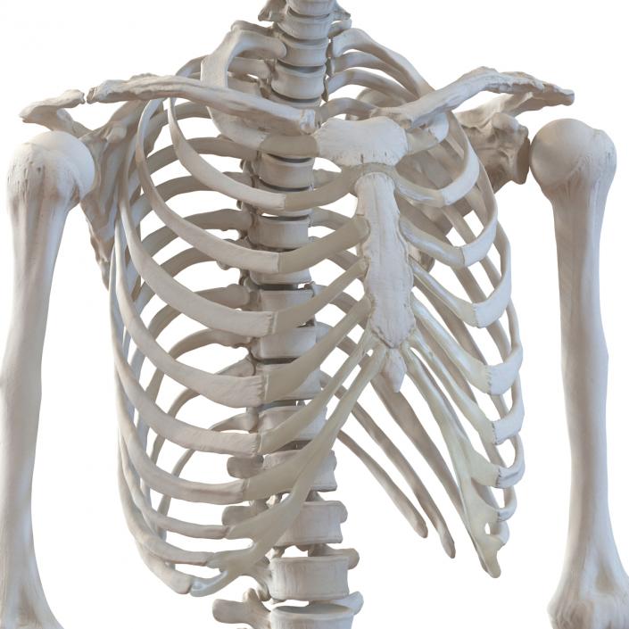 Human Male Skeleton 3D model