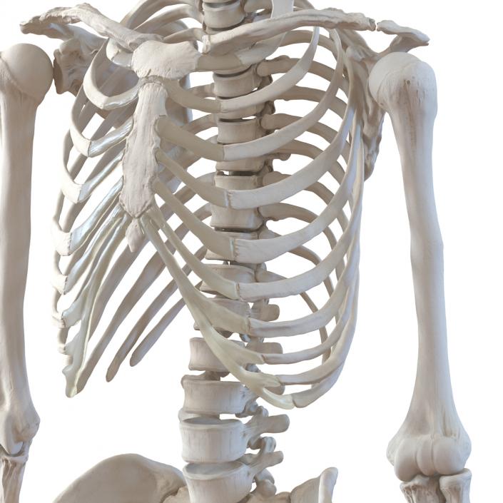 Human Male Skeleton 3D model