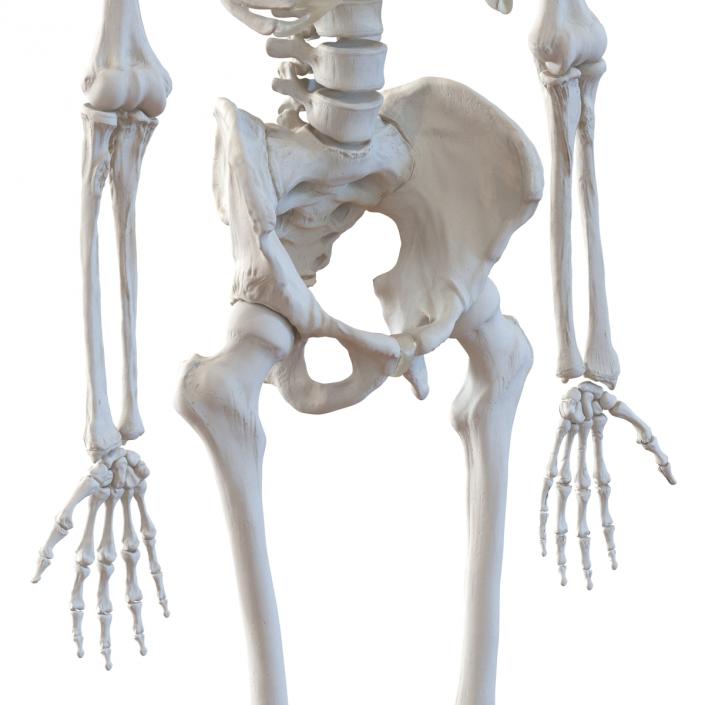 Human Male Skeleton 3D model