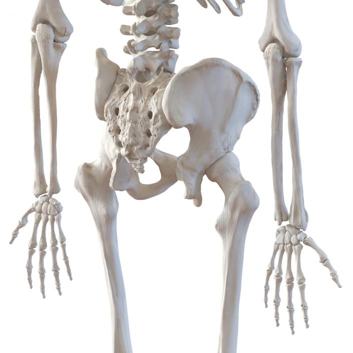 Human Male Skeleton 3D model