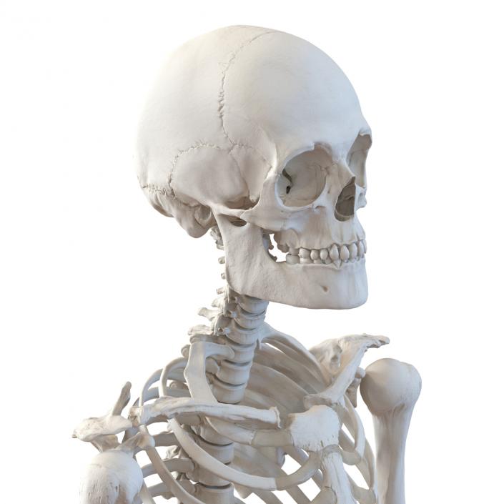 Human Male Skeleton 3D model