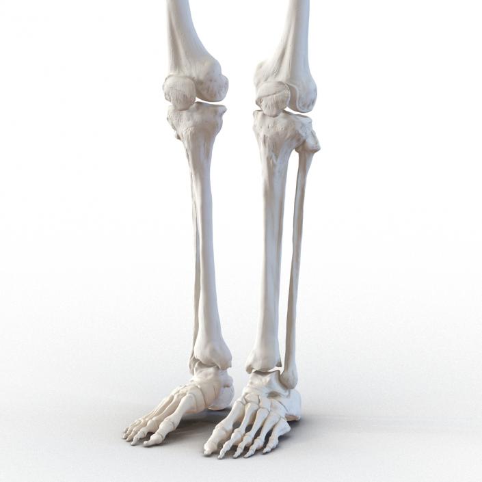 Human Male Skeleton 3D model