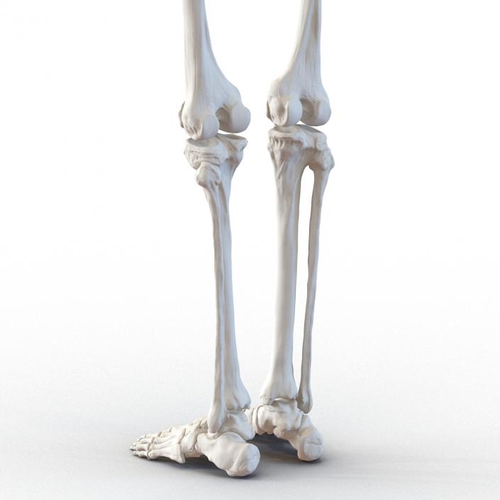 Human Male Skeleton 3D model