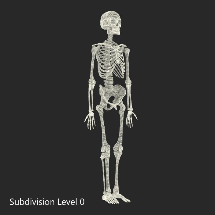 Human Male Skeleton 3D model