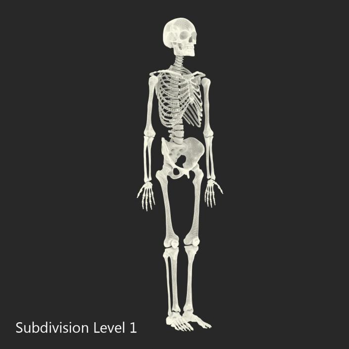 Human Male Skeleton 3D model