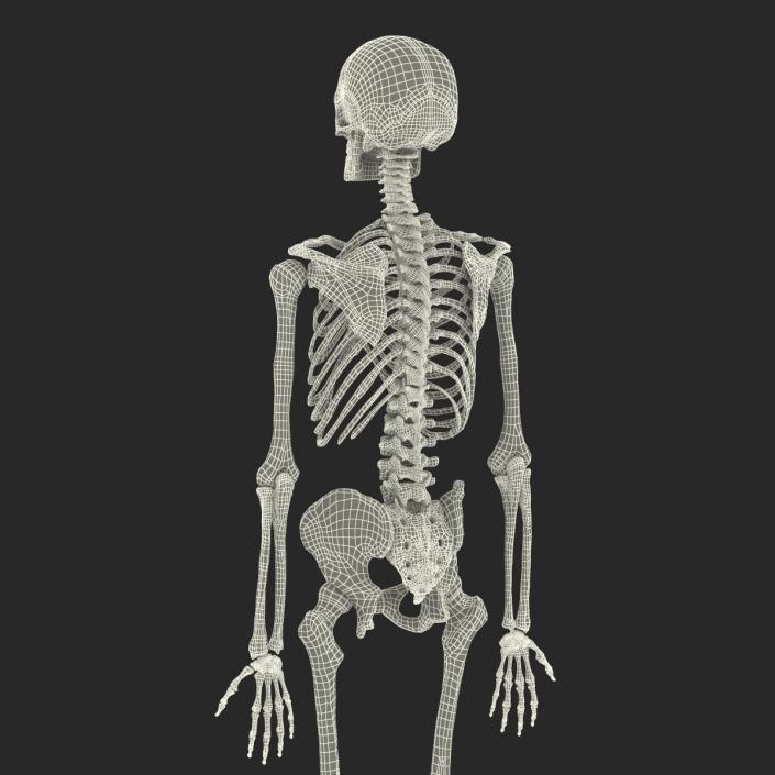 Human Male Skeleton 3D model